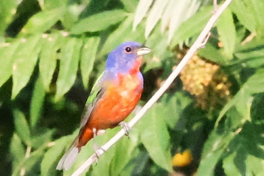 Painted Bunting - BOB YANG