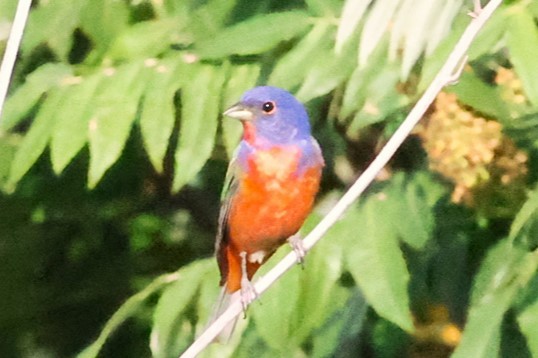 Painted Bunting - ML620691510