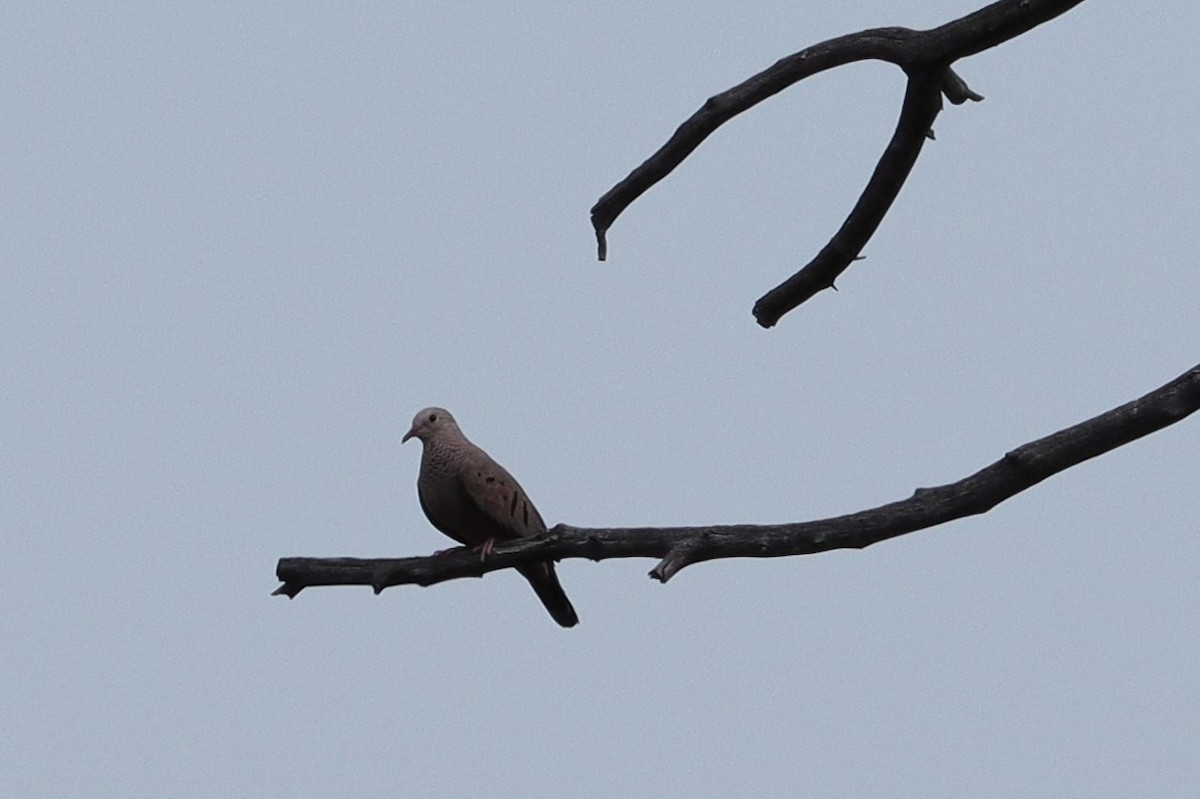 Common Ground Dove - ML620691515