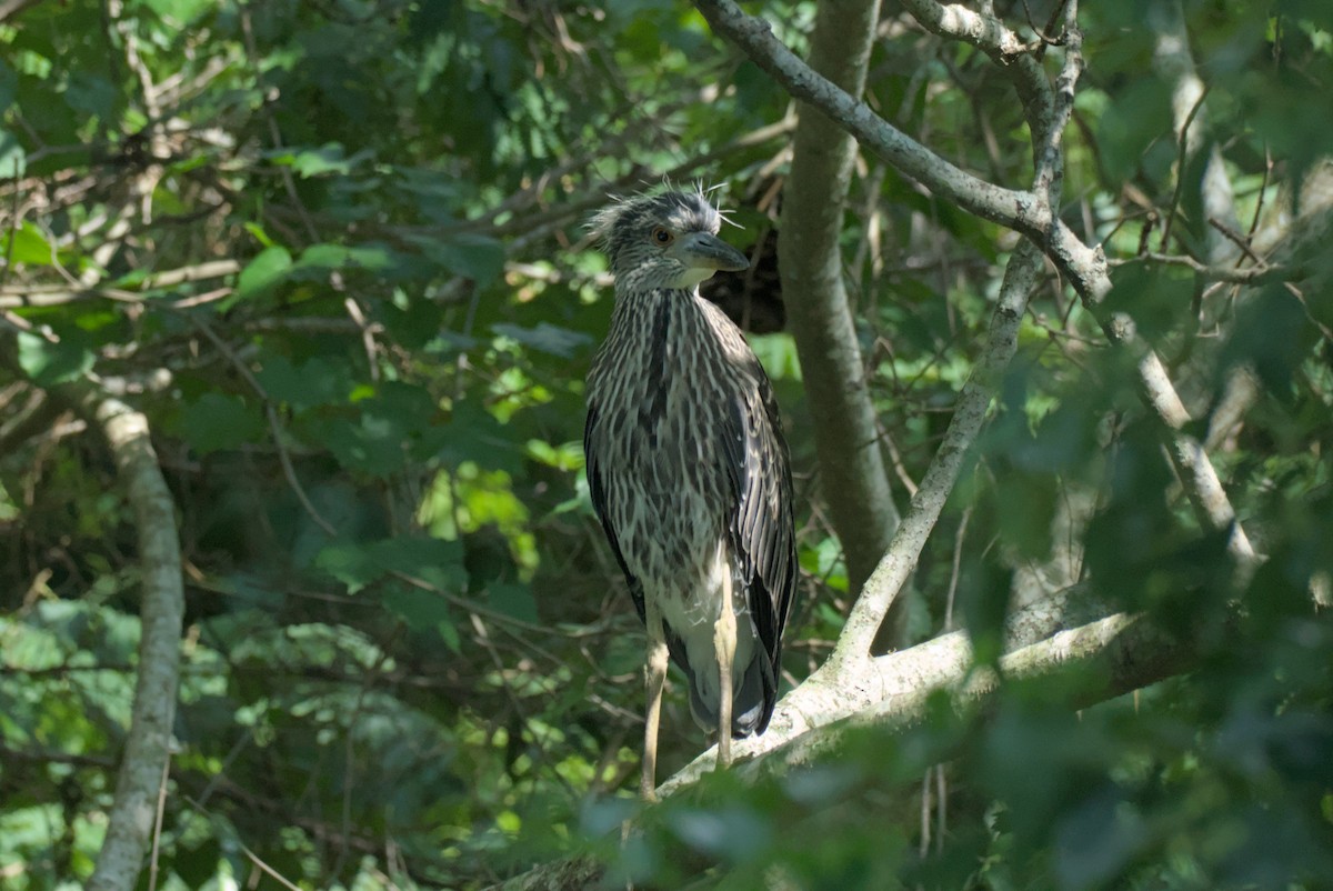 Yellow-crowned Night Heron - ML620691518