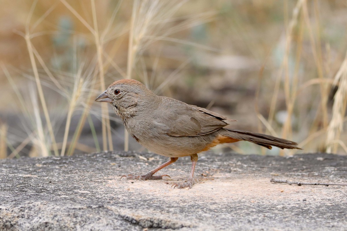 Canyon Towhee - ML620691525