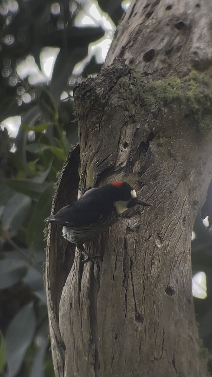 Acorn Woodpecker - ML620691531