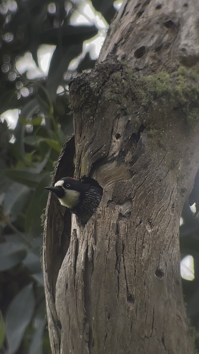 Acorn Woodpecker - ML620691532