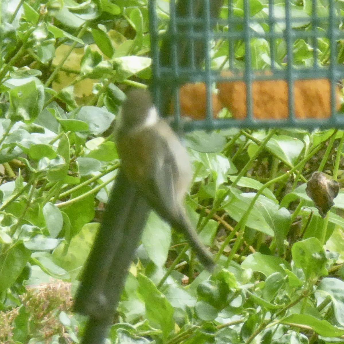 Chestnut-backed Chickadee - ML620691533