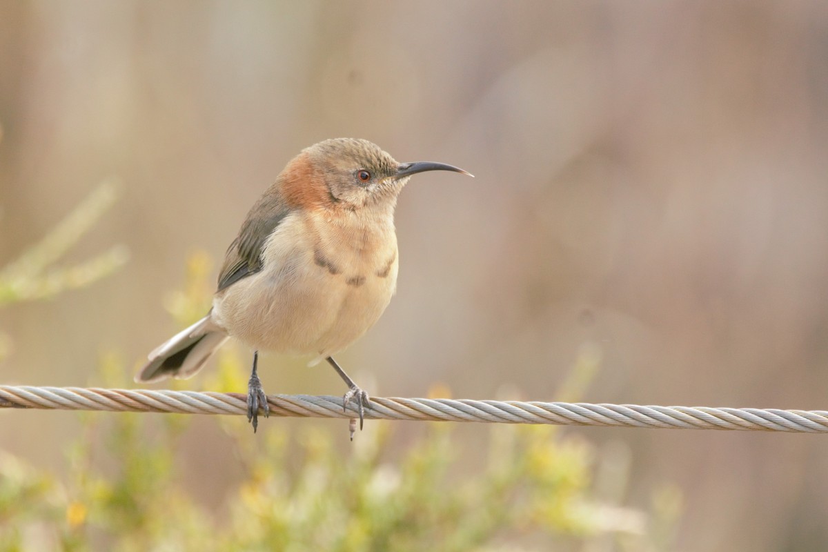 Western Spinebill - ML620691535