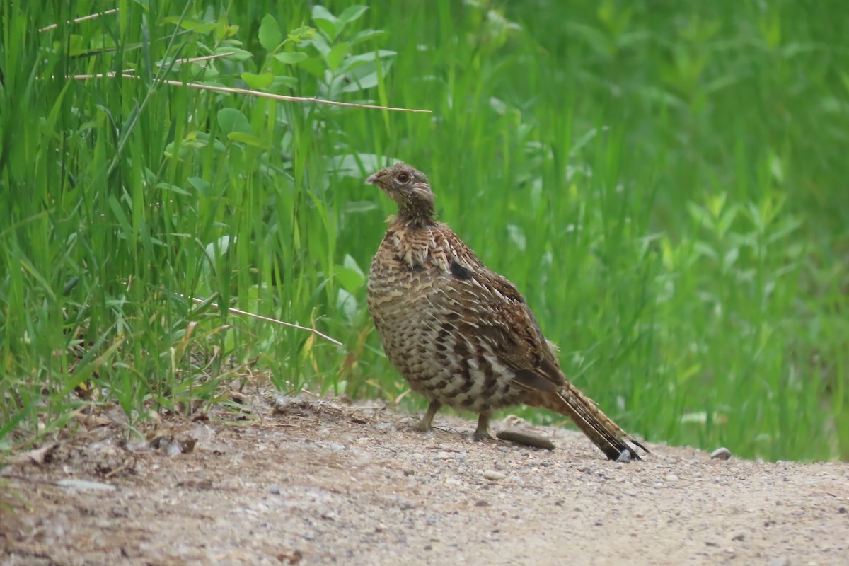 Ruffed Grouse - ML620691537