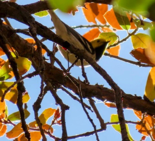 Paruline à tête jaune - ML620691538