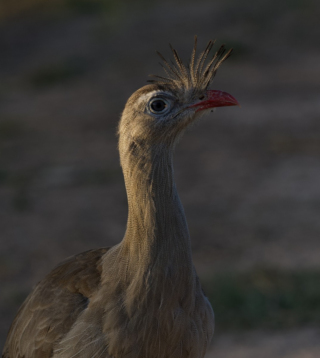 Red-legged Seriema - ML620691542