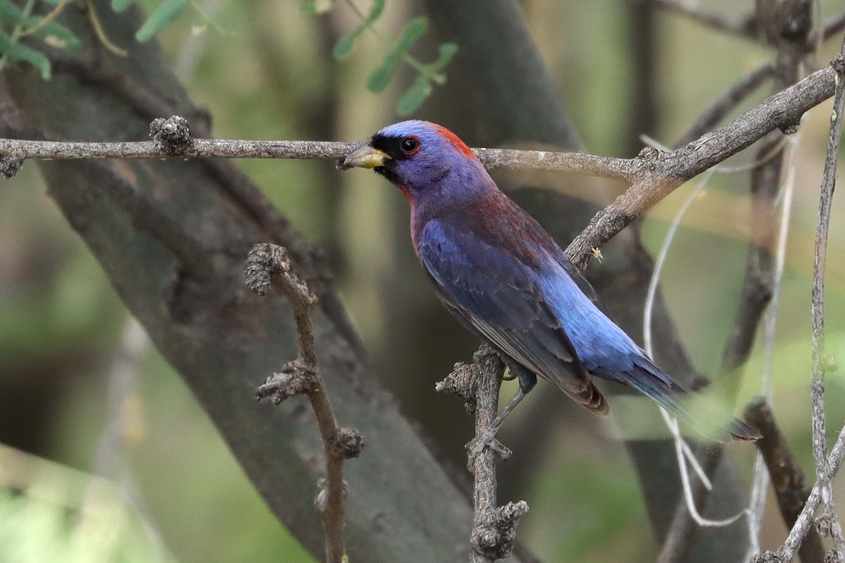 Varied Bunting - ML620691543