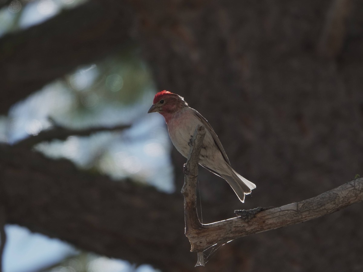 Cassin's Finch - ML620691546