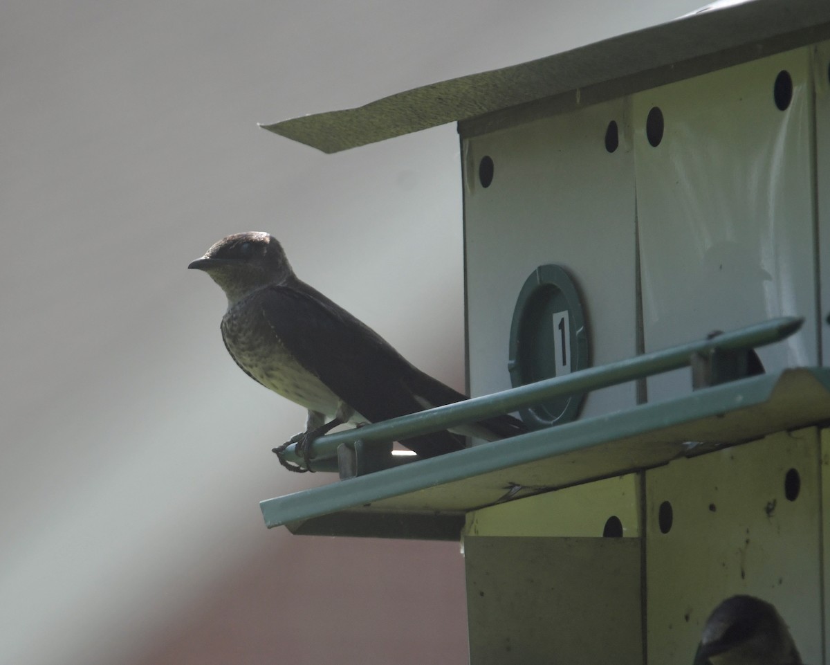 Purple Martin - ML620691548