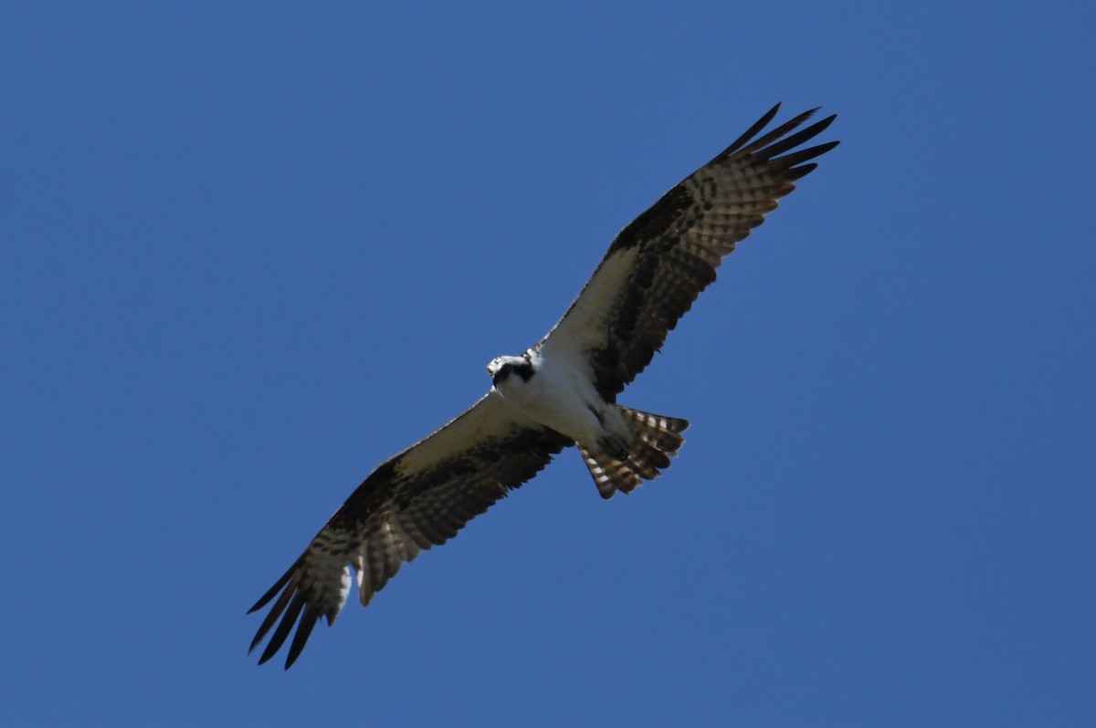 Águila Pescadora - ML620691550