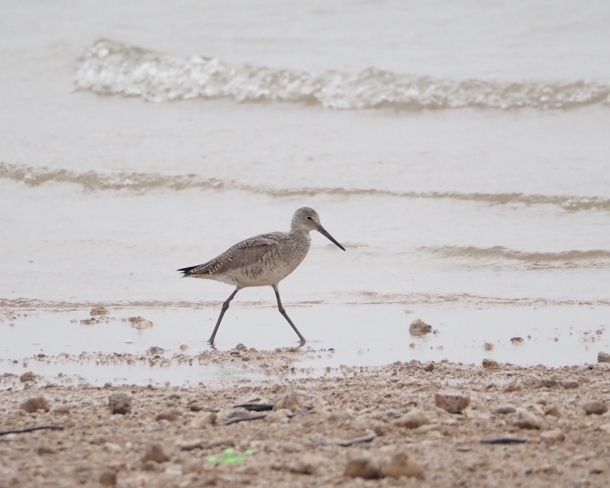 Willet - ML620691551