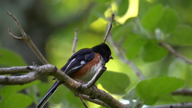 Eastern Towhee - ML620691553