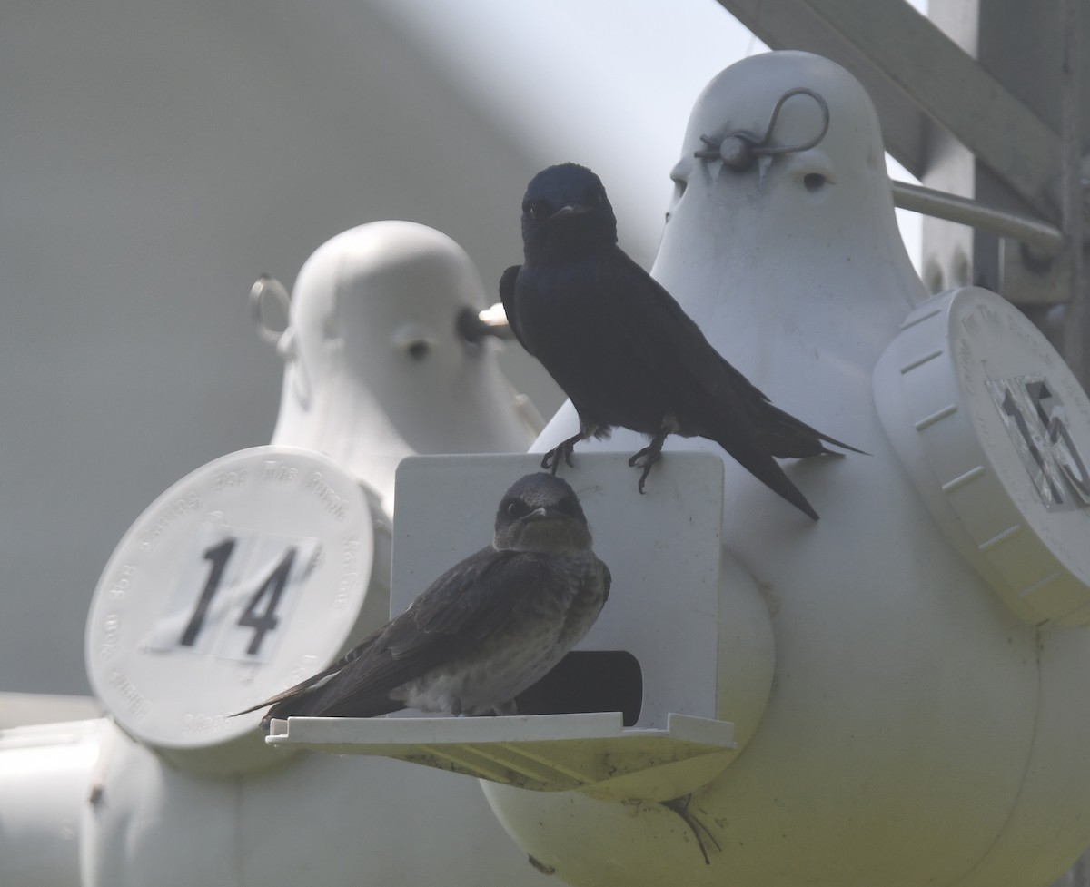 Purple Martin - ML620691555