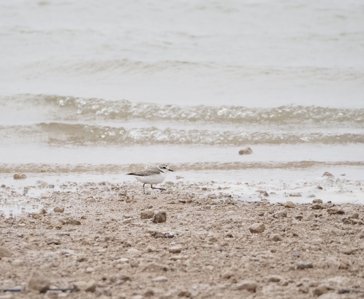 Snowy Plover - ML620691557