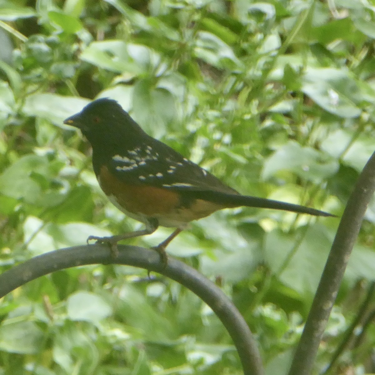 Spotted Towhee - ML620691558