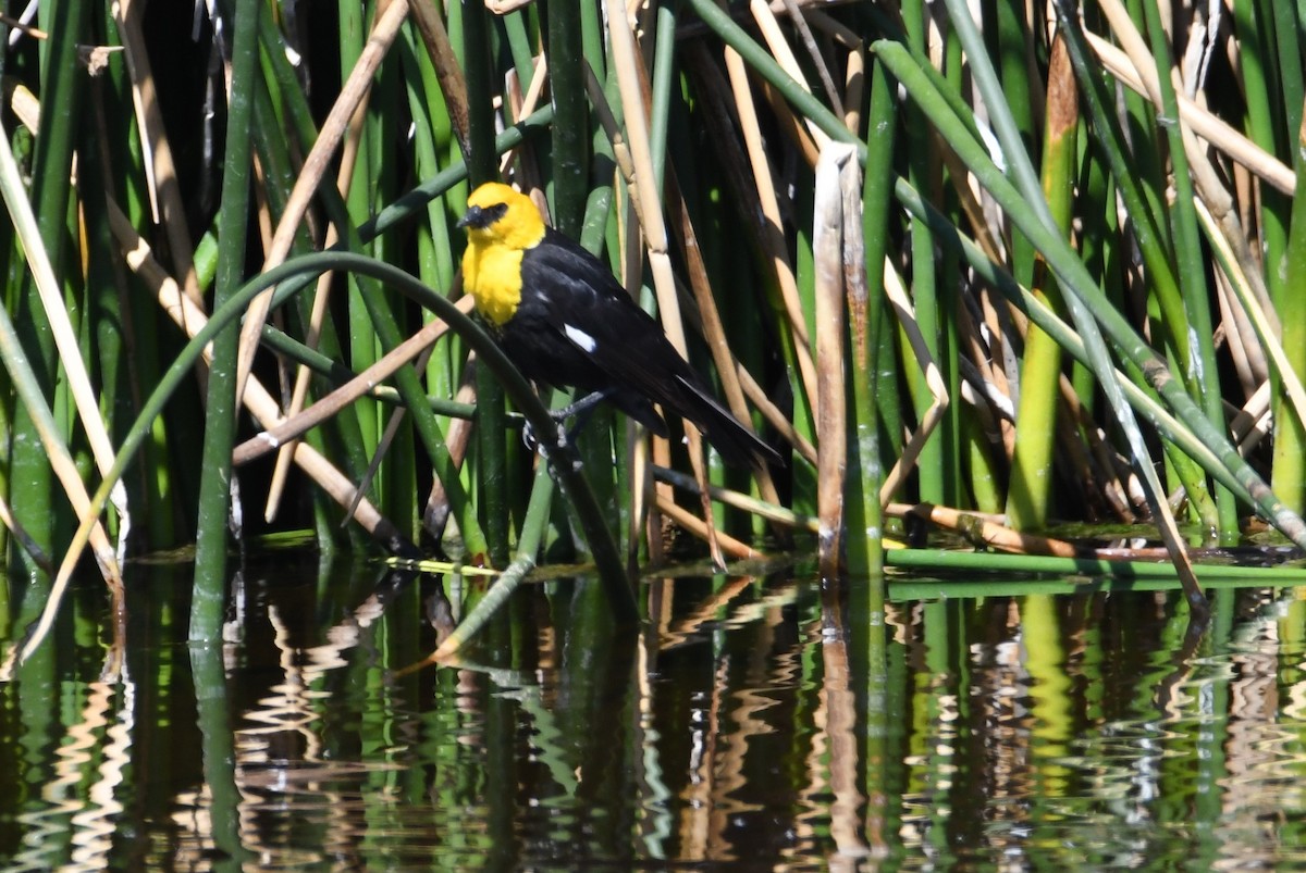 Yellow-headed Blackbird - ML620691559