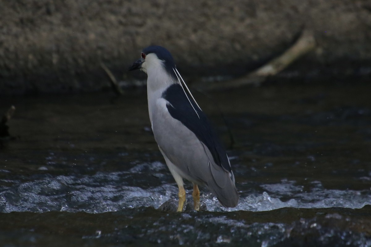 Black-crowned Night Heron - ML620691562