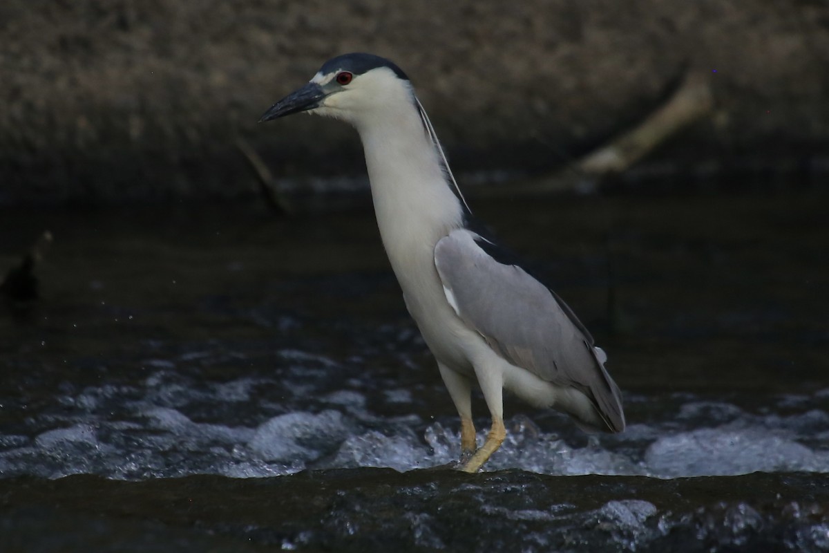 Black-crowned Night Heron - ML620691563