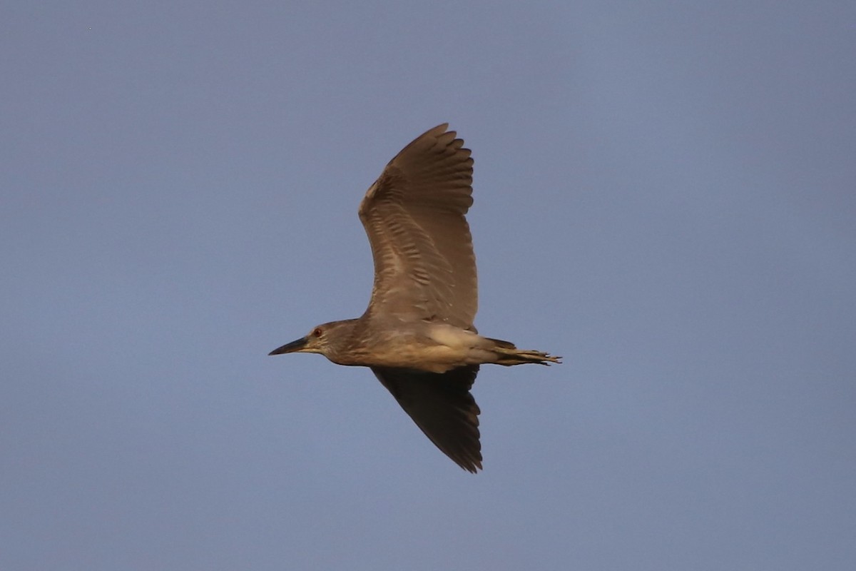 Black-crowned Night Heron - Emma Herald and Haley Boone