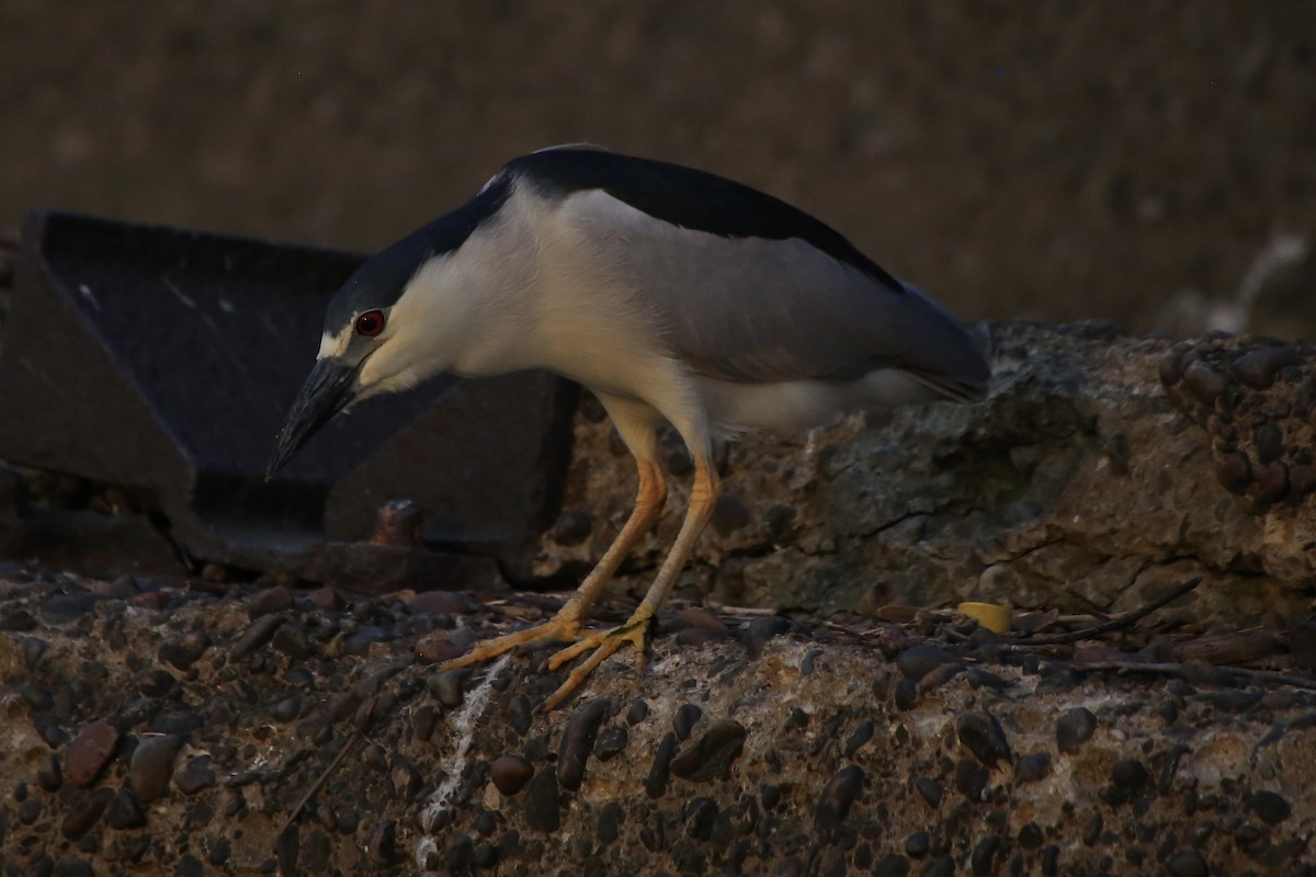 Black-crowned Night Heron - ML620691566