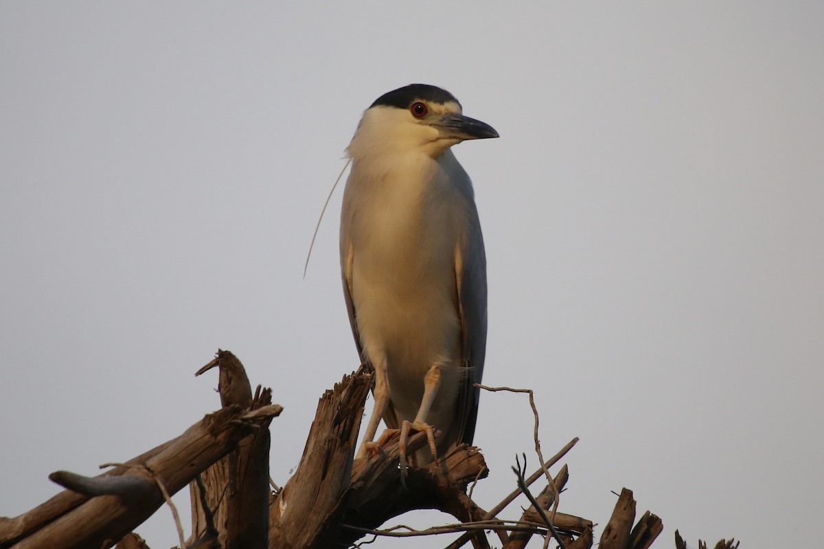 Black-crowned Night Heron - ML620691568