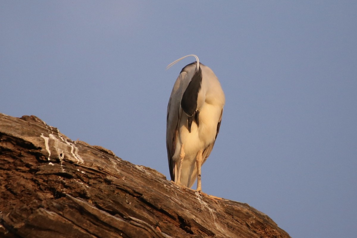 Black-crowned Night Heron - ML620691569