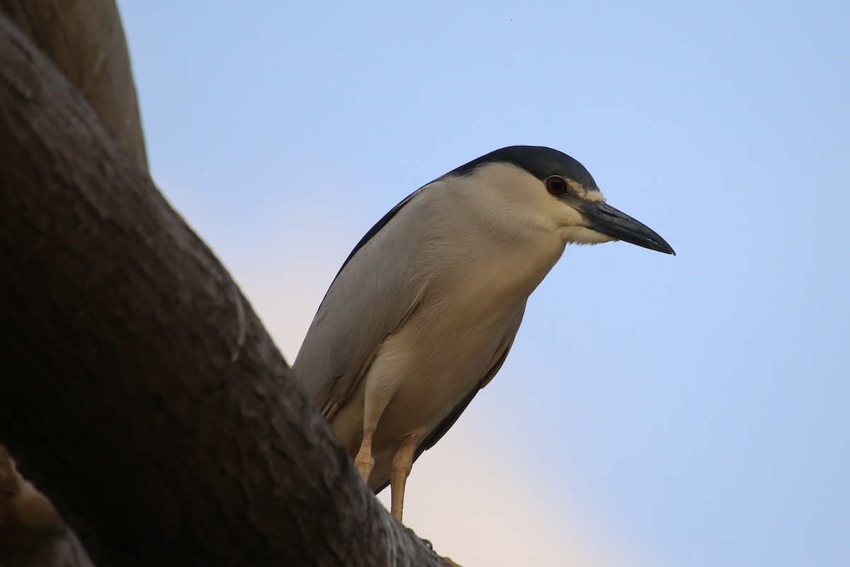 Black-crowned Night Heron - ML620691570