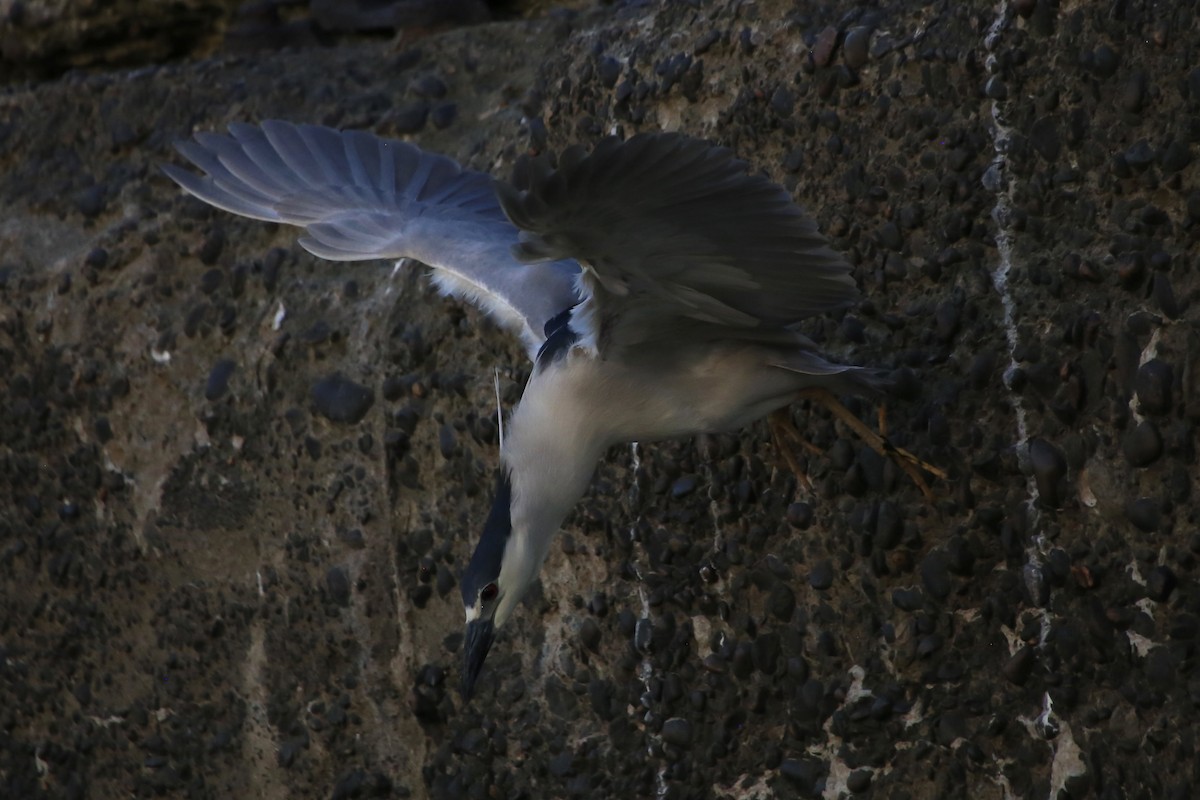 Black-crowned Night Heron - ML620691574