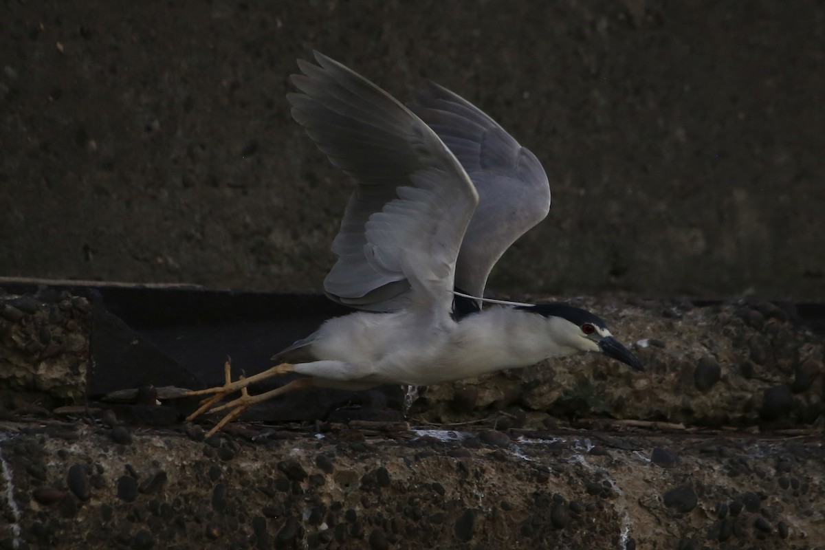 Black-crowned Night Heron - ML620691577