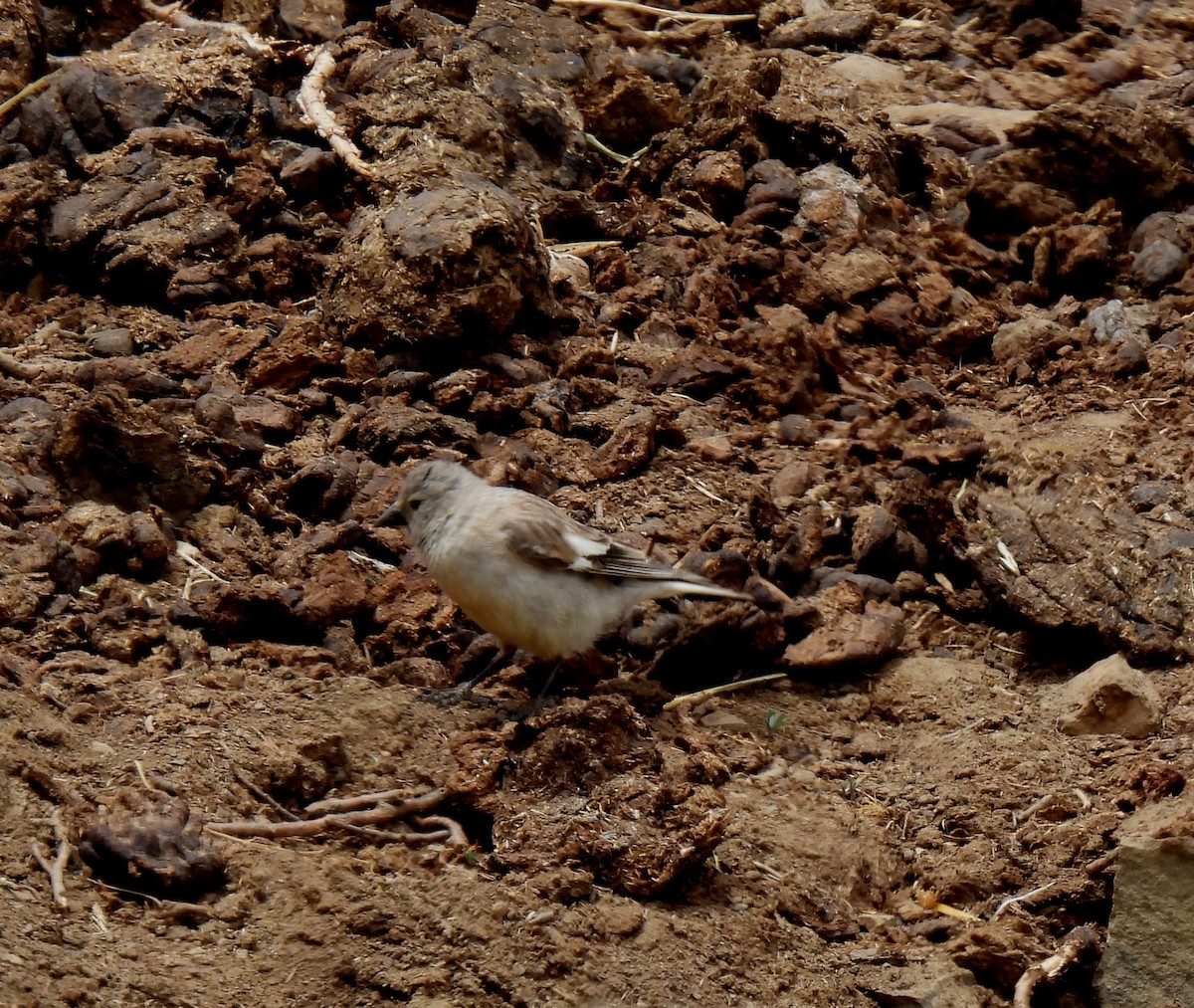 Black-winged Snowfinch - Rama M V