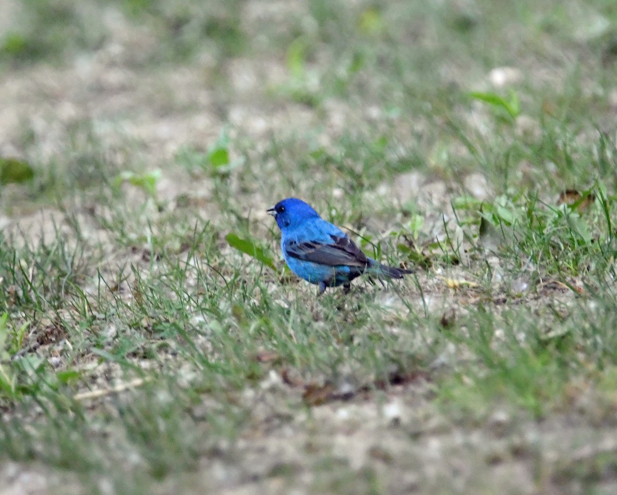 Indigo Bunting - Brian Johnson