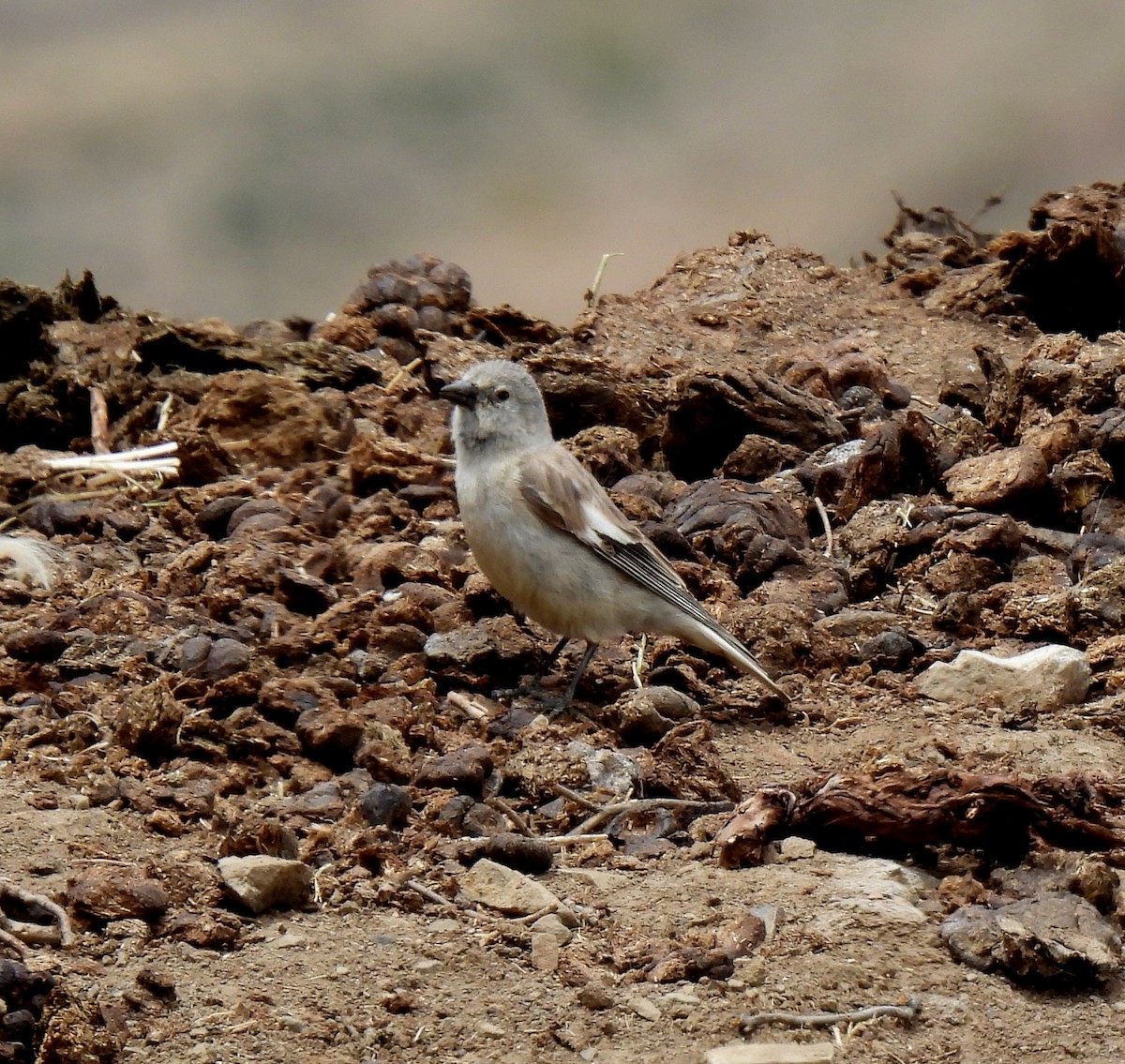 Black-winged Snowfinch - ML620691599