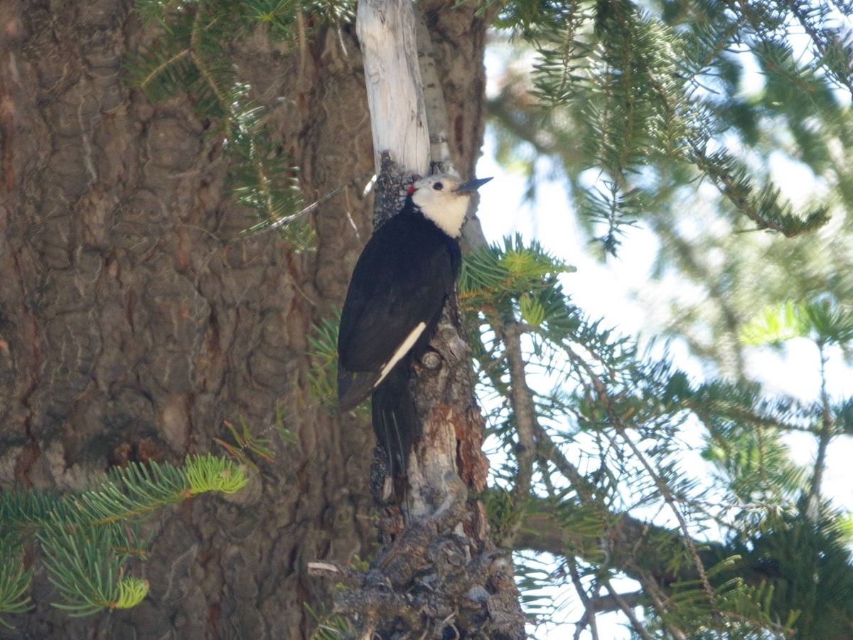 White-headed Woodpecker - ML620691600