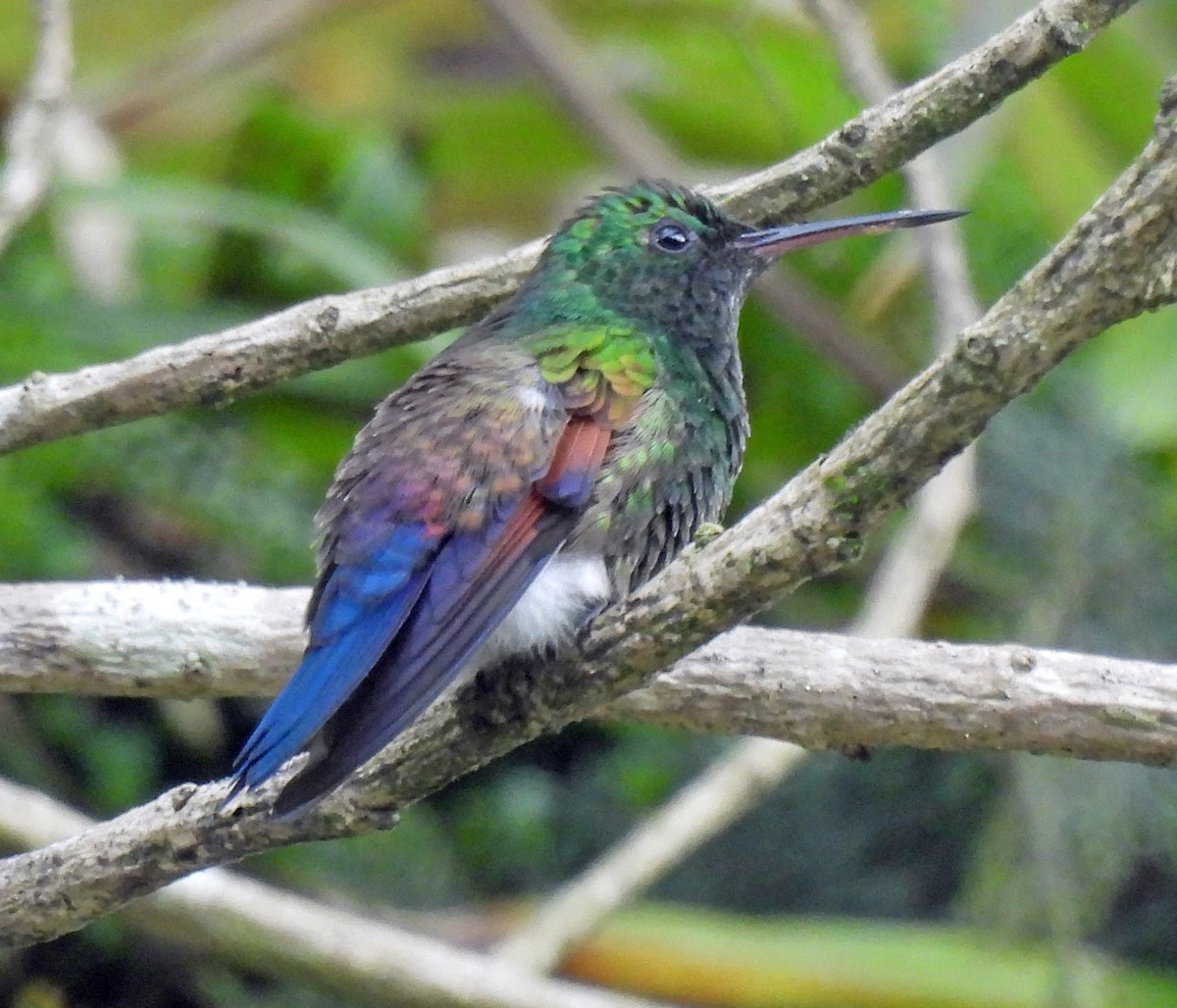 Blue-tailed Hummingbird - ML620691605