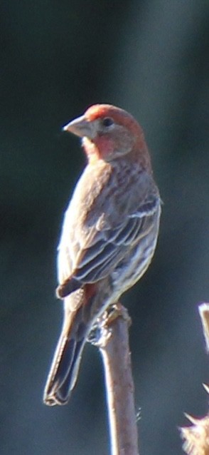 House Finch - ML620691611