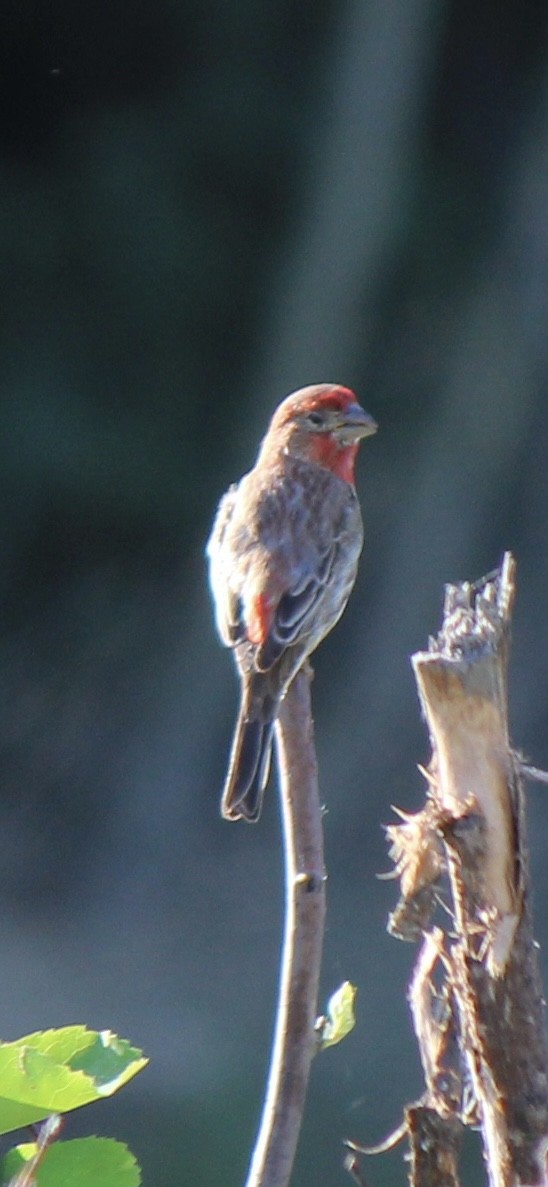 House Finch - ML620691612