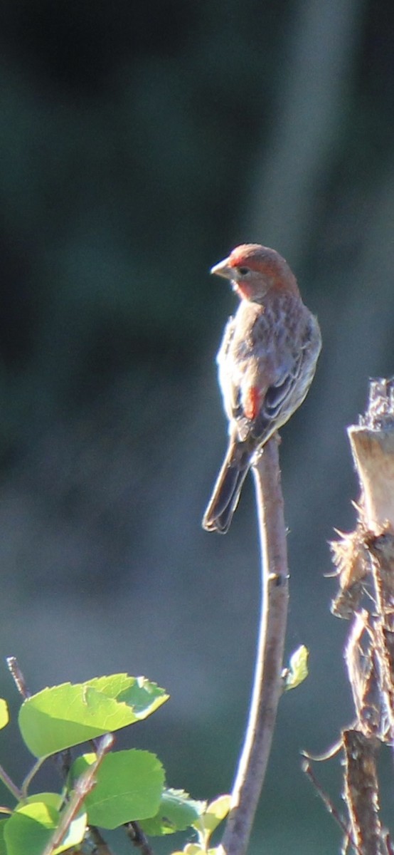 House Finch - ML620691613