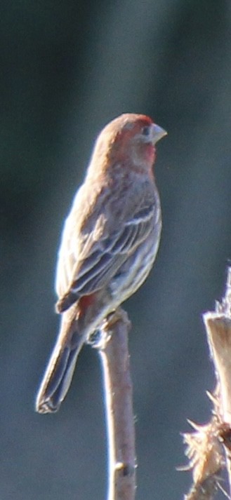 House Finch - ML620691614