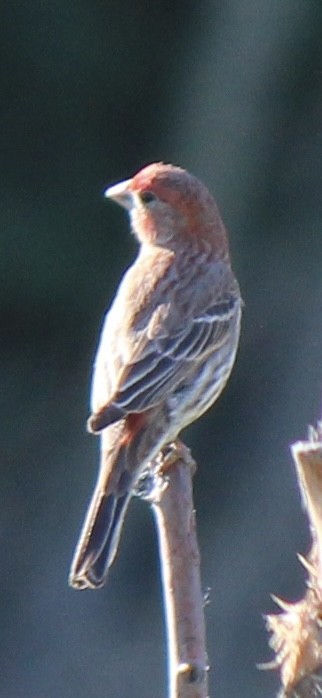 House Finch - ML620691615