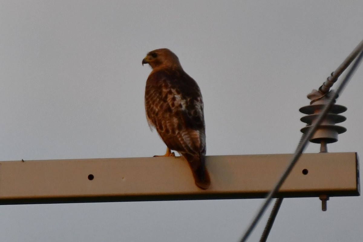 Red-tailed Hawk - ML620691618