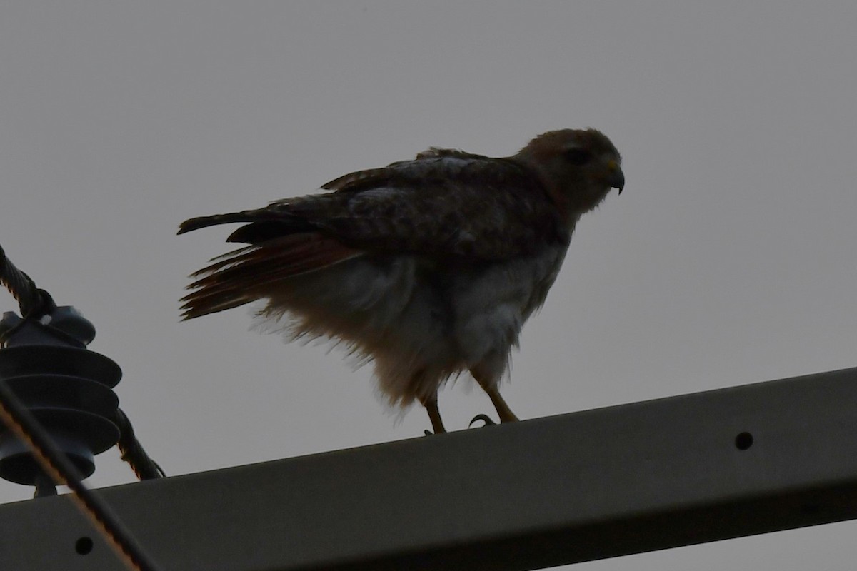 Red-tailed Hawk - ML620691620