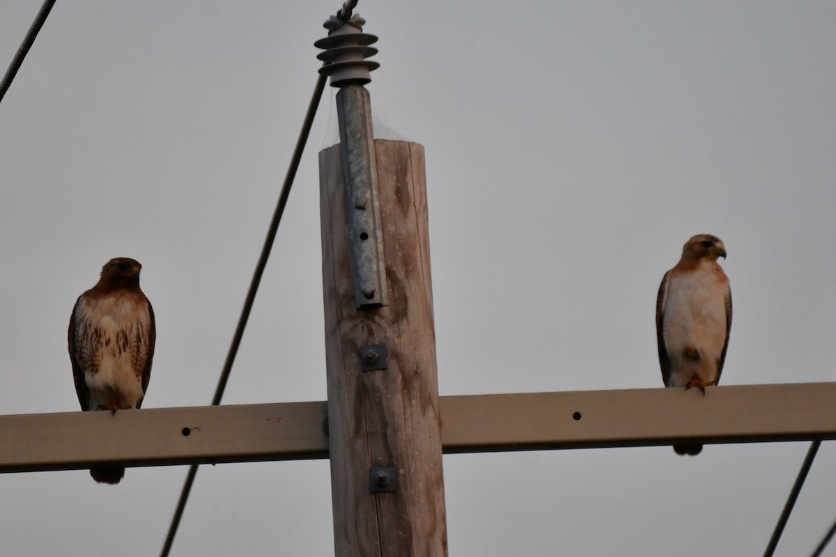 Red-tailed Hawk - ML620691621