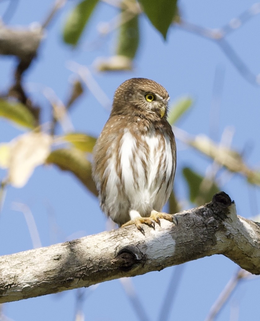 Ferruginous Pygmy-Owl - ML620691622