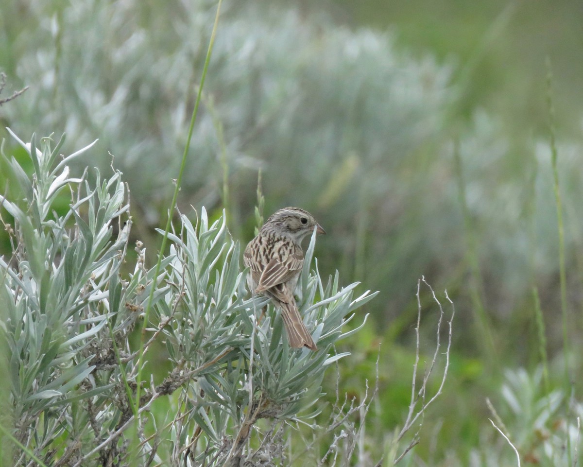 Brewer's Sparrow - ML620691624