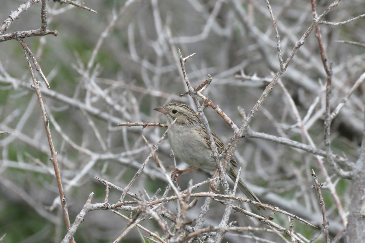 Brewer's Sparrow - Teresa Dolman