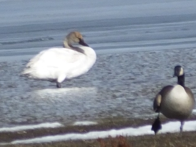 Tundra Swan - ML620691627