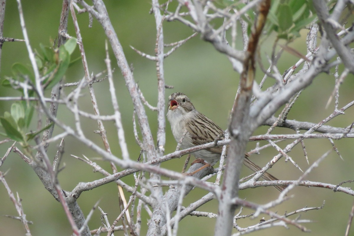 Brewer's Sparrow - ML620691628