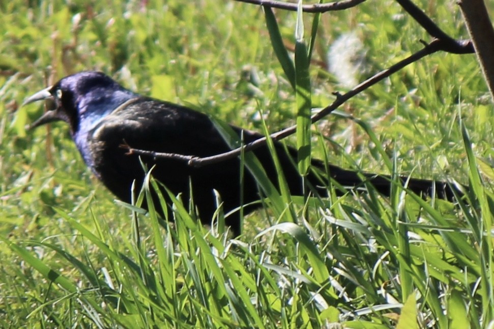 Common Grackle - ML620691629